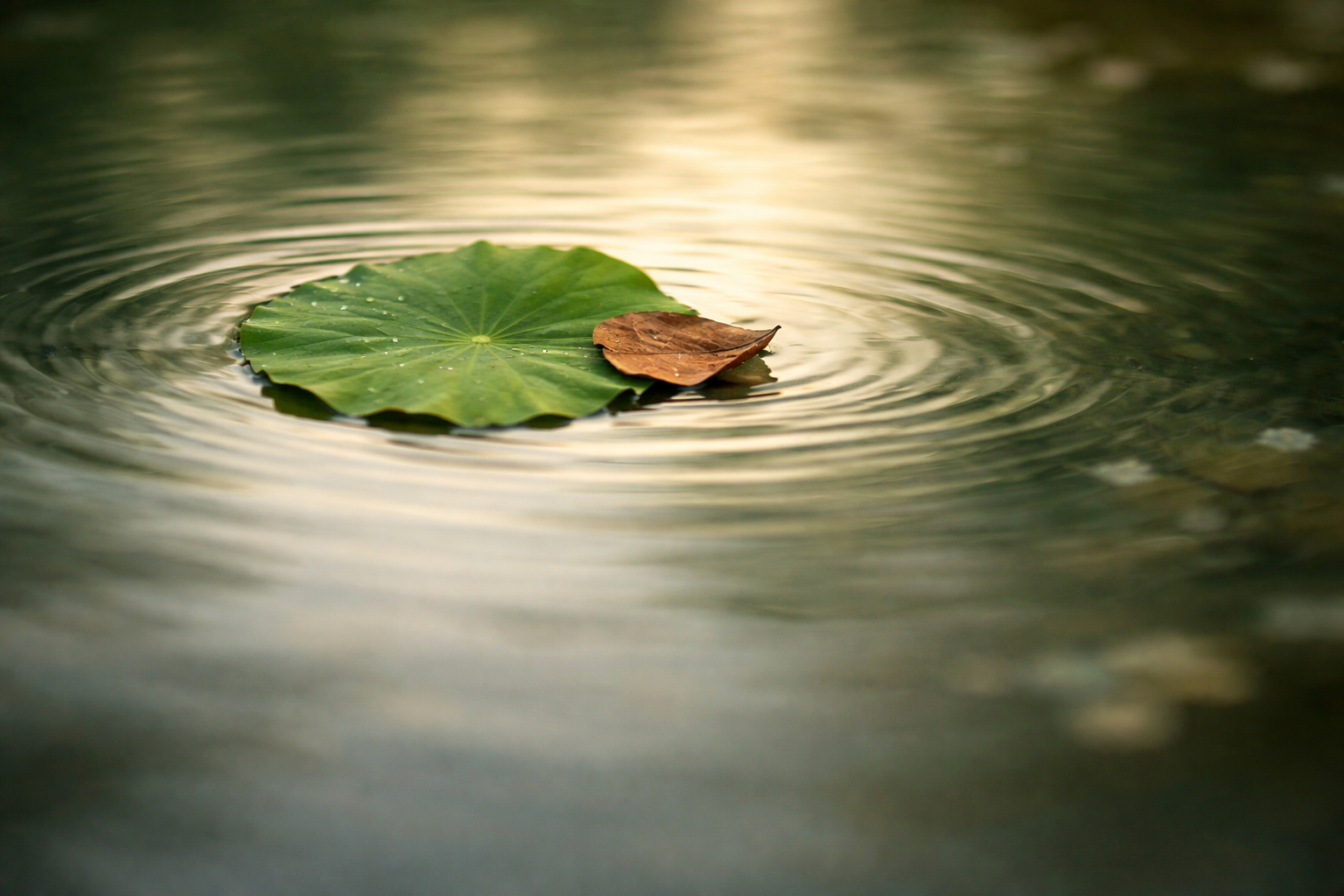 Close-up of a green lotus leaf and a small brown leaf drifting together on a calm pond, with soft motion blur and concentric ripples radiating from the centered leaves under muted dawn light; the bottom third of the frame is dark and uncluttered.