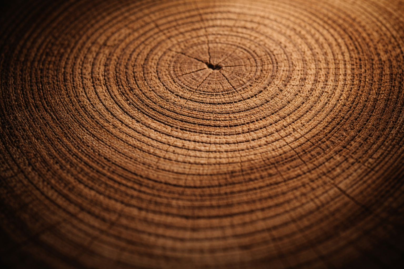 Macro photograph of a tree-trunk cross-section showing detailed concentric growth rings and wood grain in warm brown tones, sharply focused in the upper two-thirds while the bottom third is softly blurred and empty.